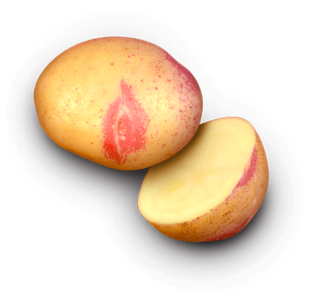 Rande’s Golden Gem potato