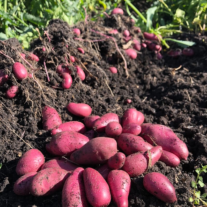 Red Emmalie EarthApples